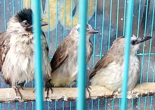 App. 5,000 Illegal Birds on Sale in Depok, Scorpion Foundation Reports to MoEF (July 11, 2016)